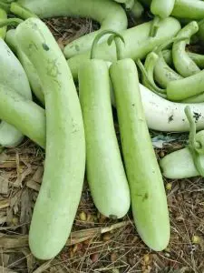 Atlanta Group Pakistan-farm