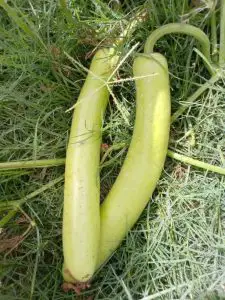 Atlanta Group Pakistan-farm