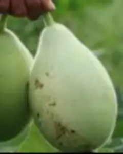 Atlanta Group Pakistan-farm