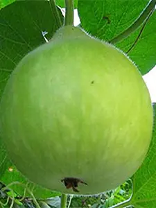 Atlanta Group Pakistan-farm