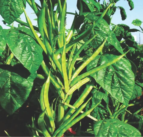 Atlanta Group Pakistan-farm