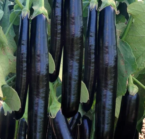 Atlanta Group Pakistan-farm