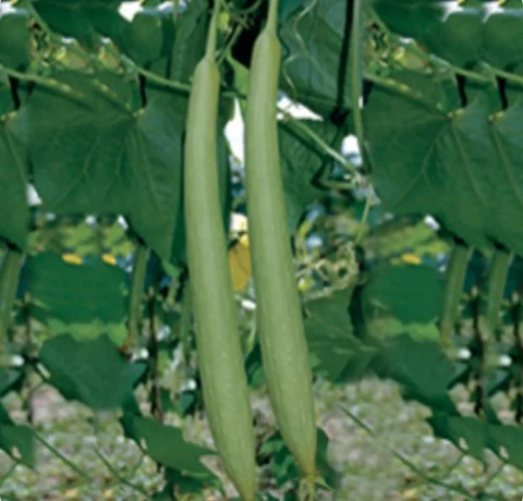 Atlanta Group Pakistan-farm