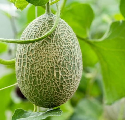 Atlanta Group Pakistan-farm