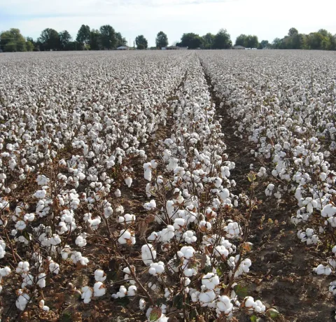 Atlanta Group Pakistan-farm