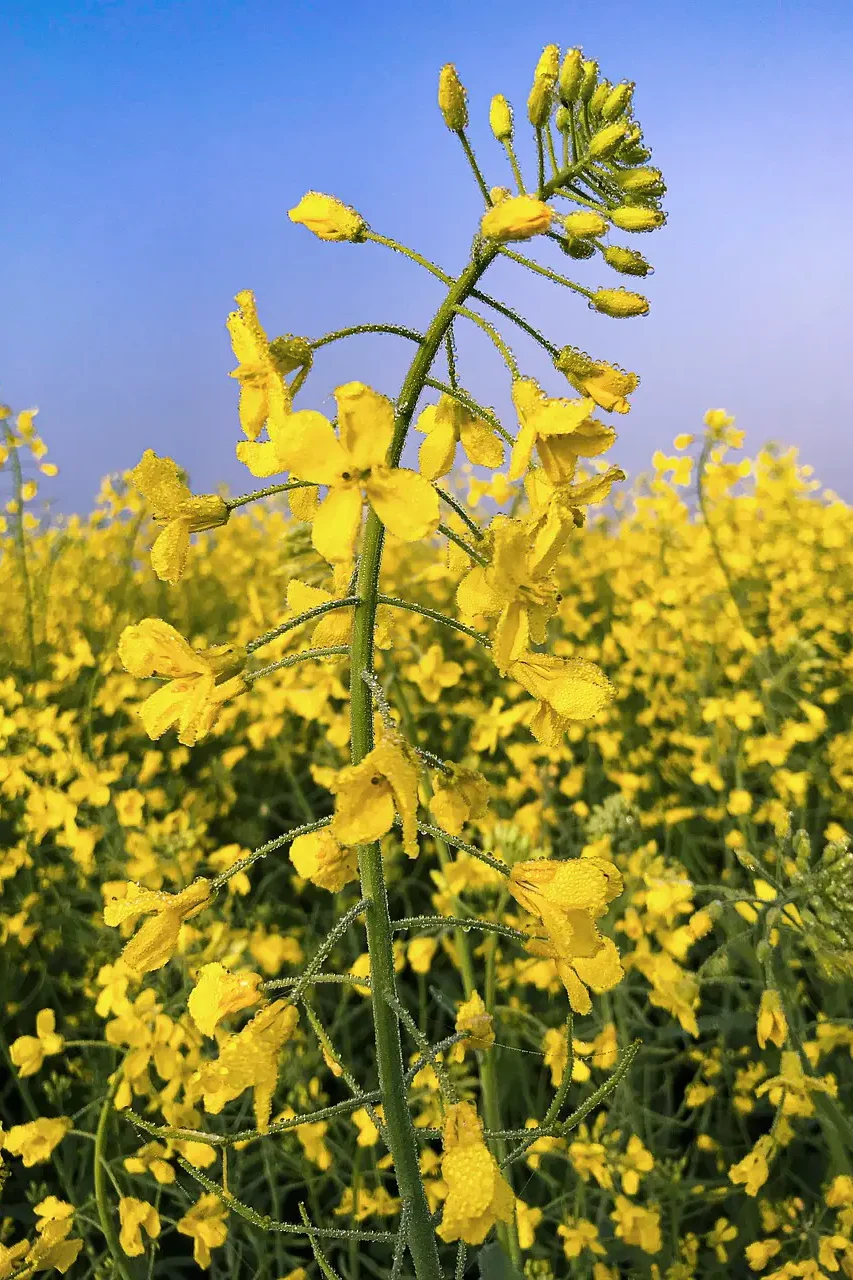 Atlanta Group Pakistan-farm