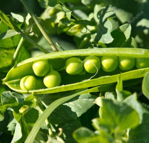 Atlanta Group Pakistan-farm