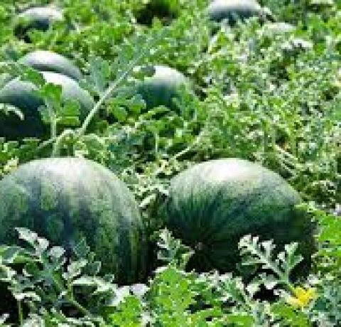 Atlanta Group Pakistan-farm