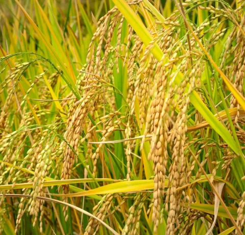 Atlanta Group Pakistan-farm