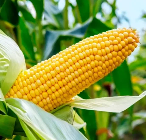 Atlanta Group Pakistan-farm