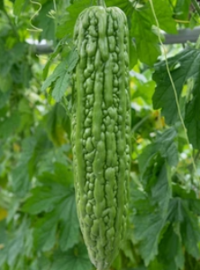 Atlanta Group Pakistan-farm