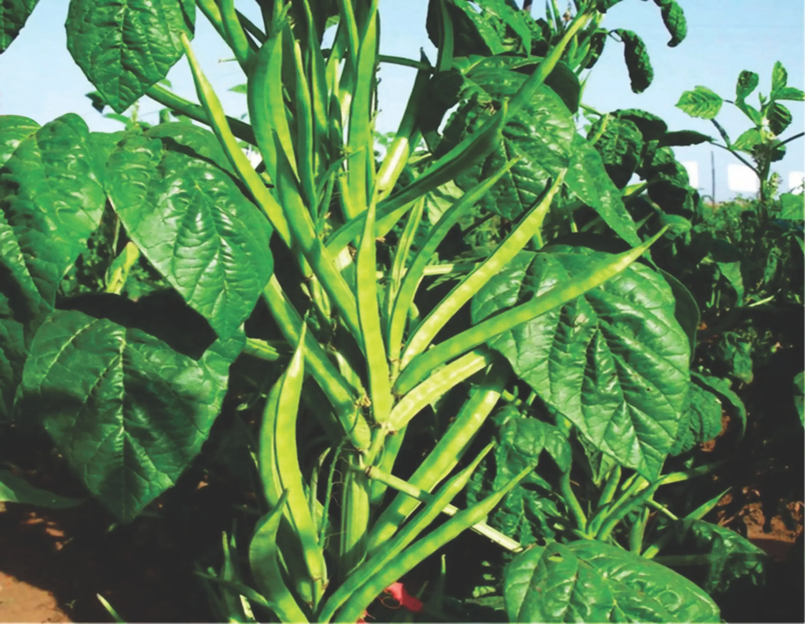 Atlanta Group Pakistan-farm