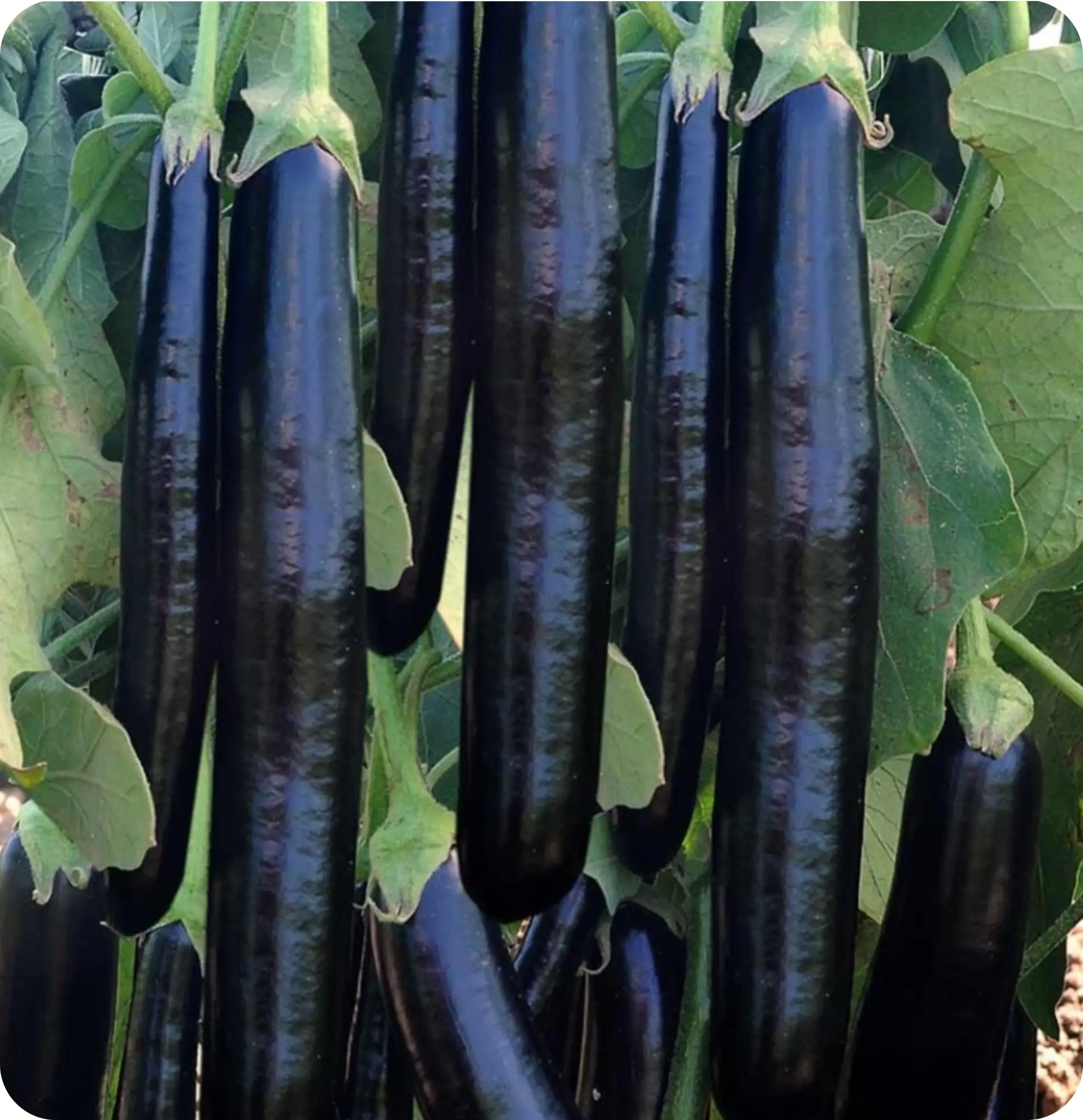 Atlanta Group Pakistan-farm