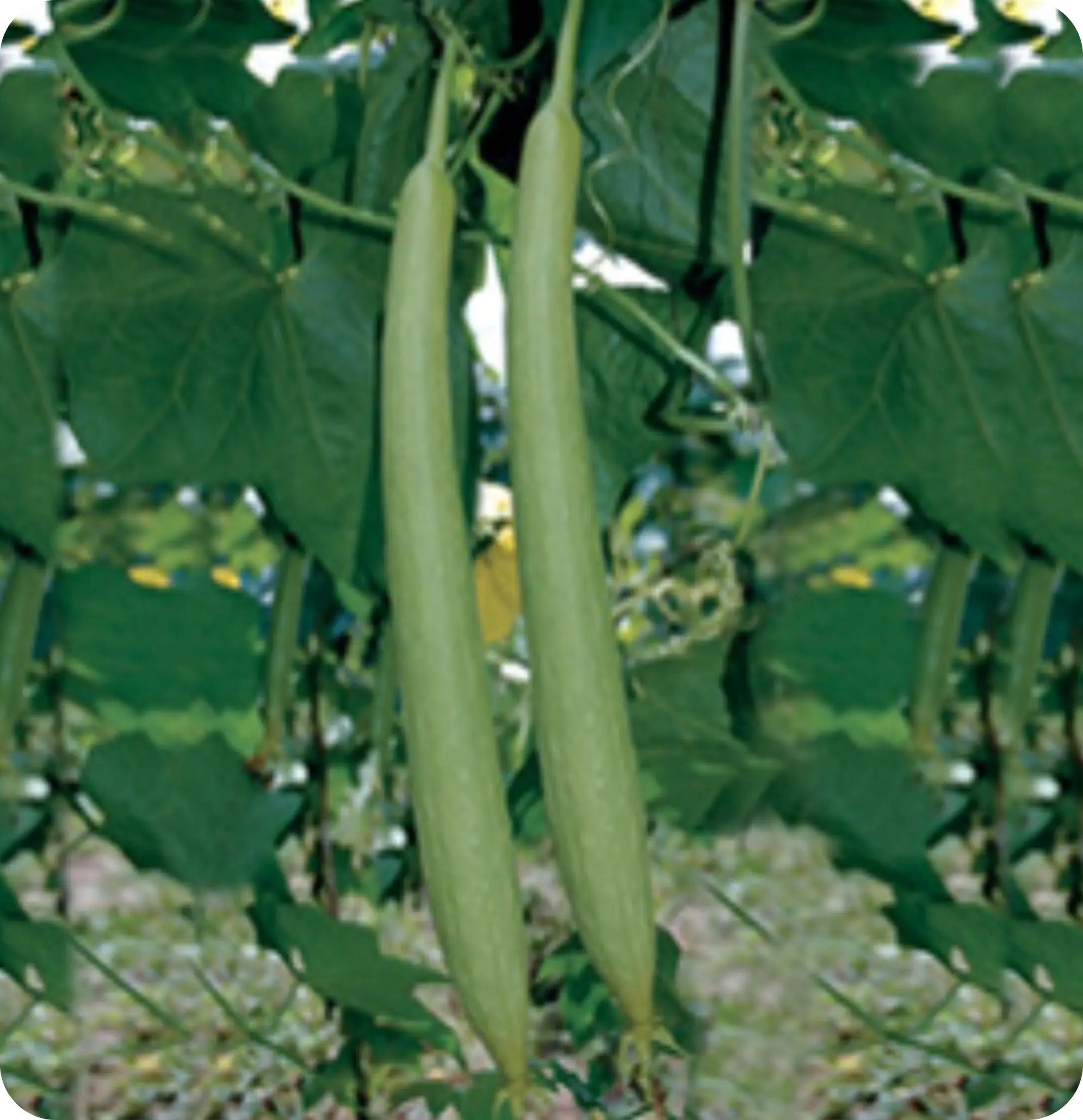 Atlanta Group Pakistan-farm