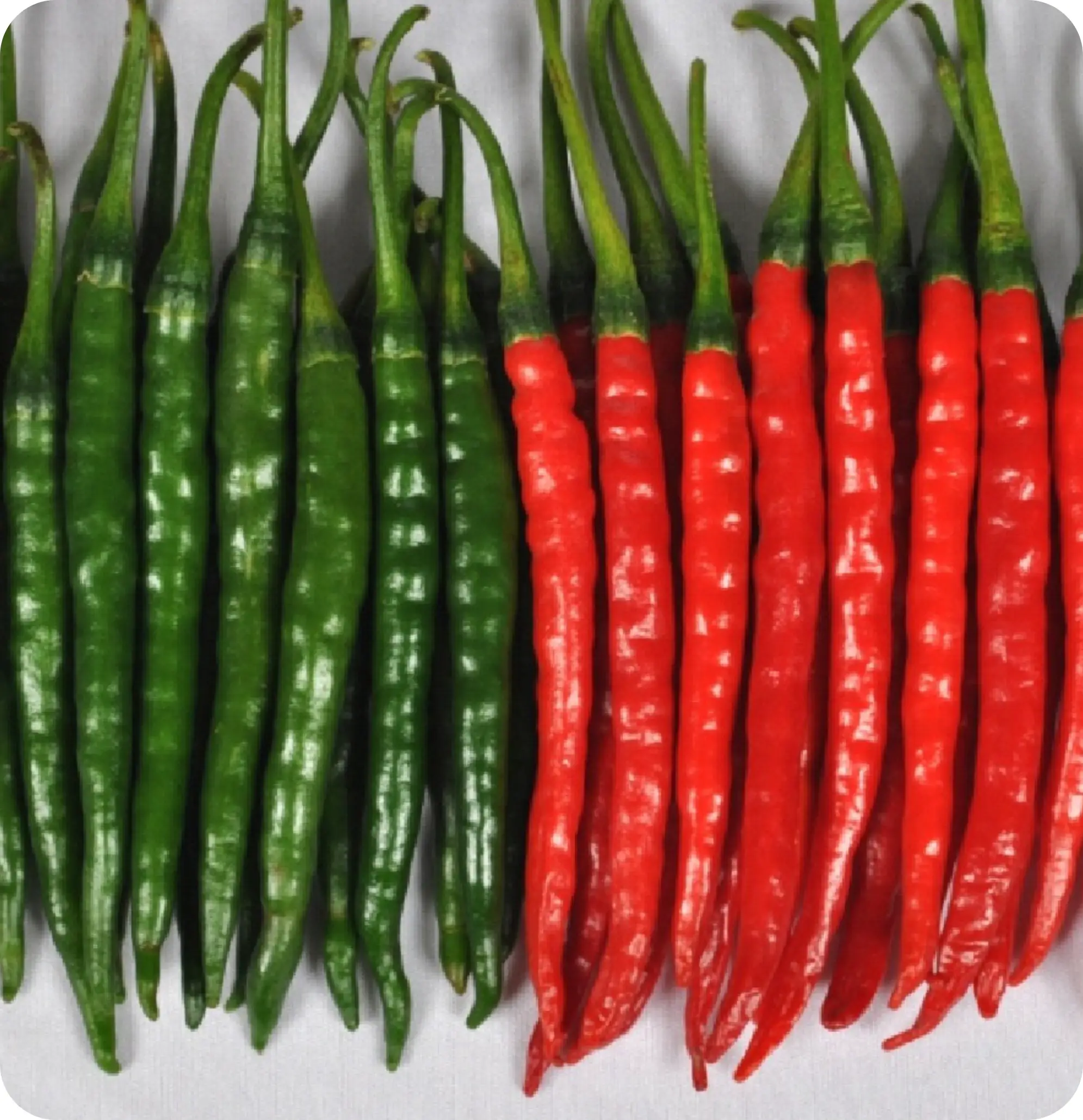 Atlanta Group Pakistan-farm