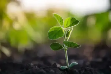 Atlanta Group Pakistan-farm