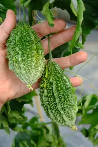 Atlanta Group Pakistan-farm