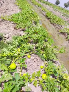 Atlanta Group Pakistan-farm