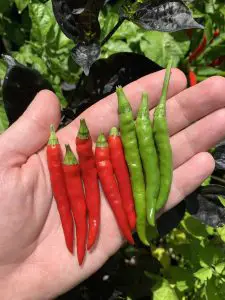 Atlanta Group Pakistan-farm