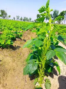 Atlanta Group Pakistan-farm