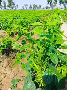Atlanta Group Pakistan-farm