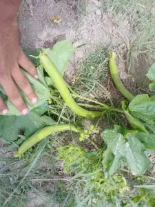 Atlanta Group Pakistan-farm