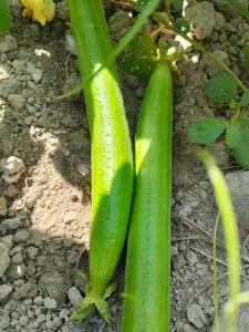 Atlanta Group Pakistan-farm