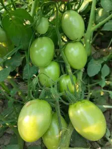 Atlanta Group Pakistan-farm