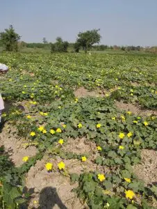 Atlanta Group Pakistan-farm