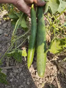 Atlanta Group Pakistan-farm