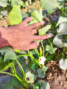 Atlanta Group Pakistan-farm