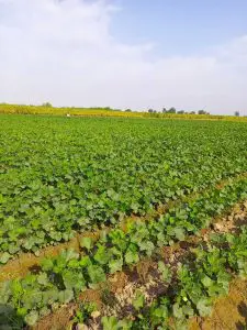 Atlanta Group Pakistan-farm