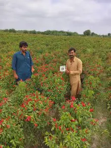 Atlanta Group Pakistan-farm