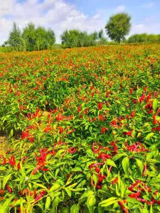 Atlanta Group Pakistan-farm