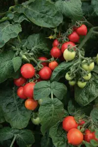 Atlanta Group Pakistan-farm